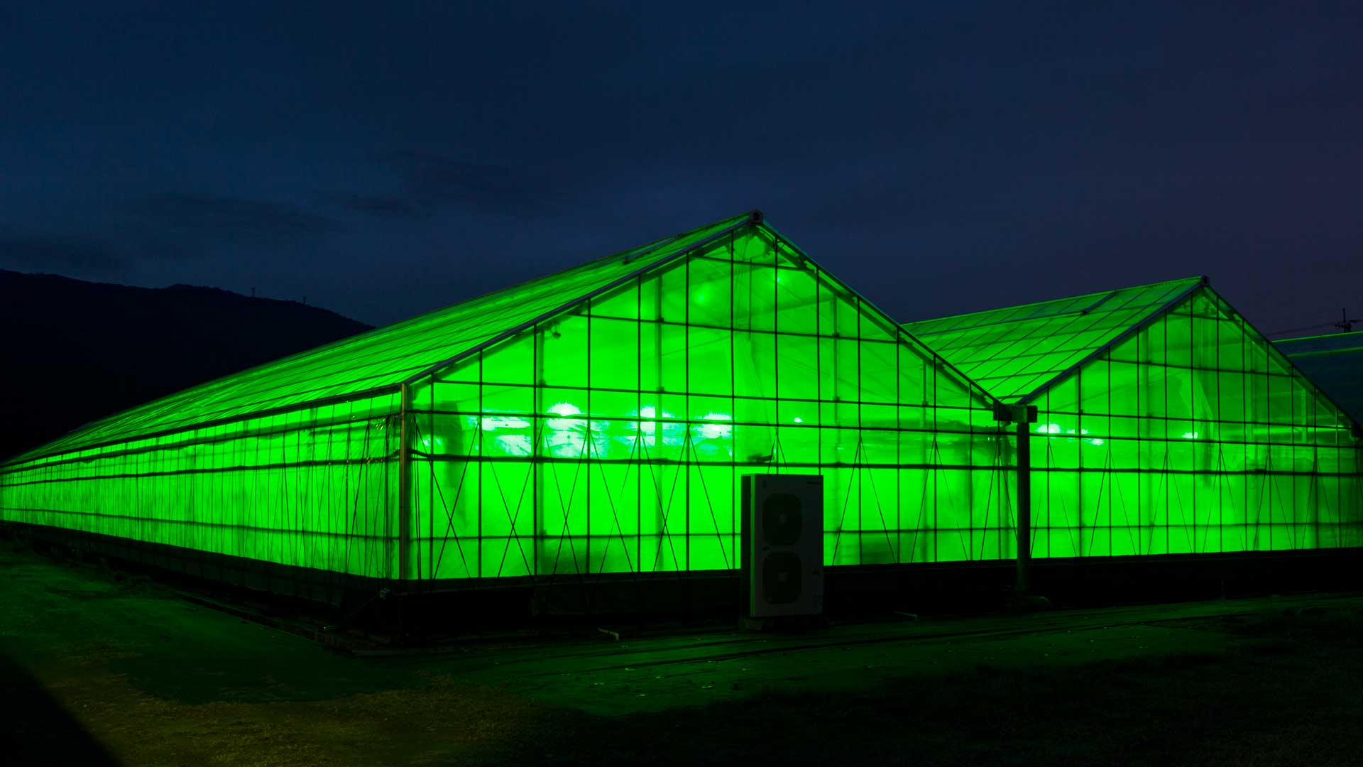 緑色LED照射四電工アグリファームのトマトハウス