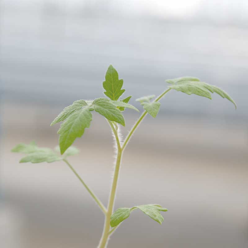 トマトの苗の芽吹き