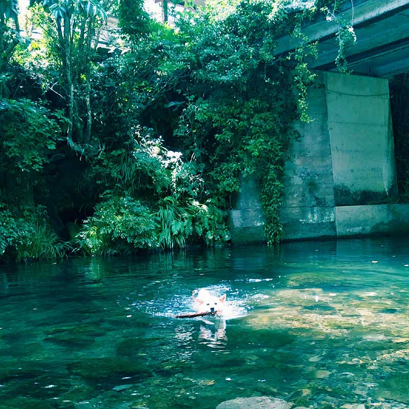 犬の川遊び