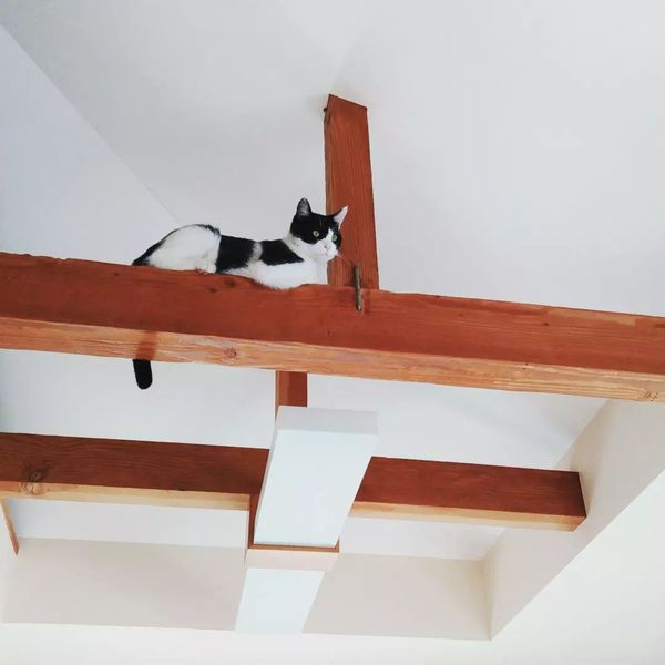 保護猫ふくまる