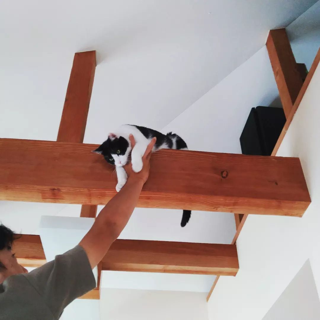 保護猫ふくまる