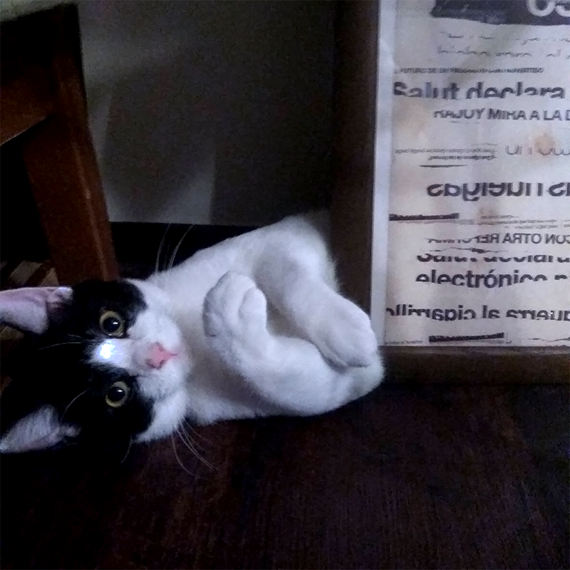 保護猫ふくまる