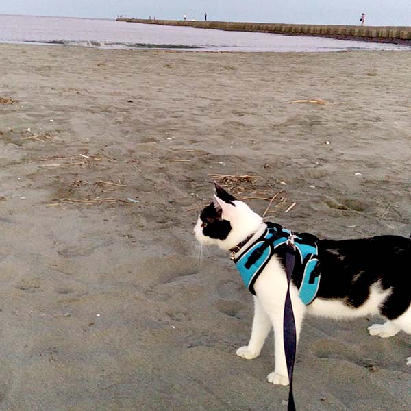 ふくまる初めての海