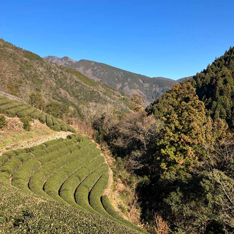徳島三好のお茶