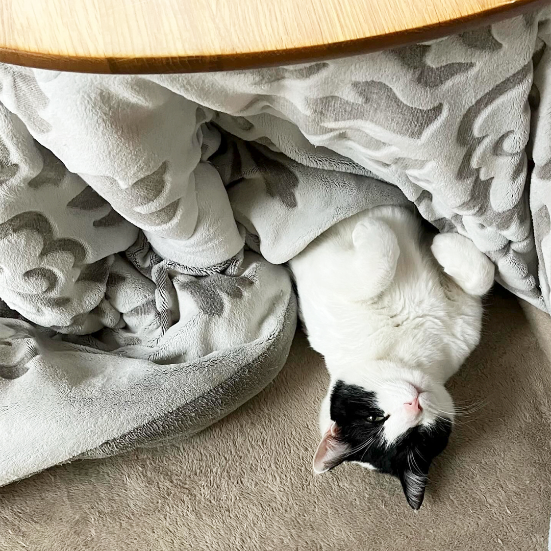 わが家の猫のこたつの入り方